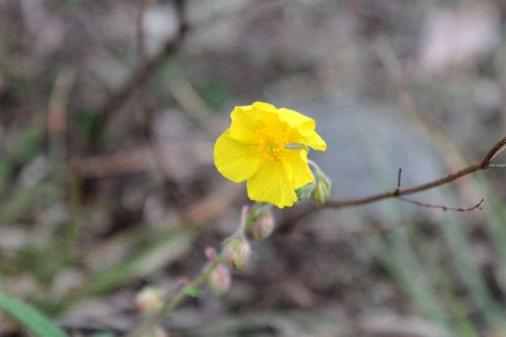 Helianthemum nummularium?